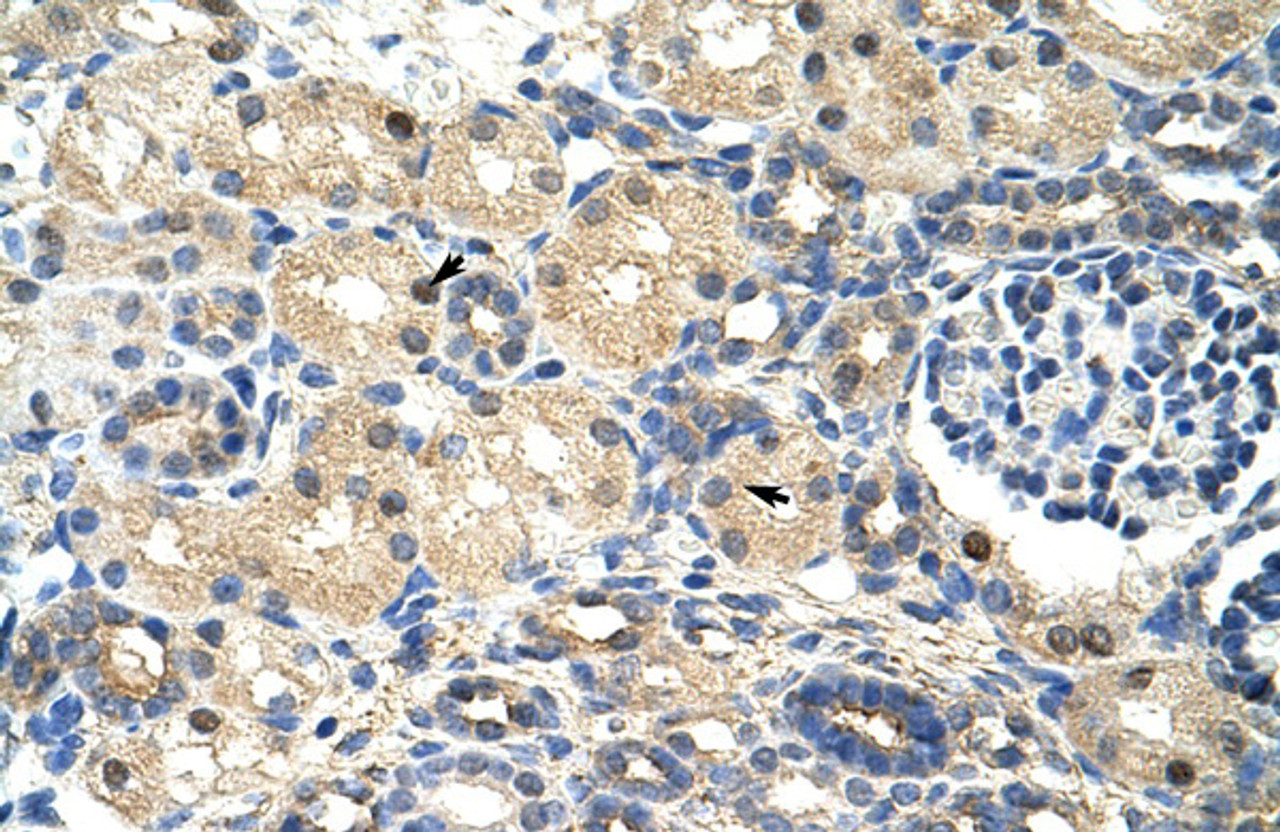 Antibody used in IHC on Human kidney at 4.0-8.0 ug/ml.