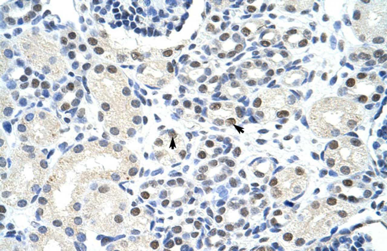 Antibody used in IHC on Human Kidney at 4.0-8.0 ug/ml.