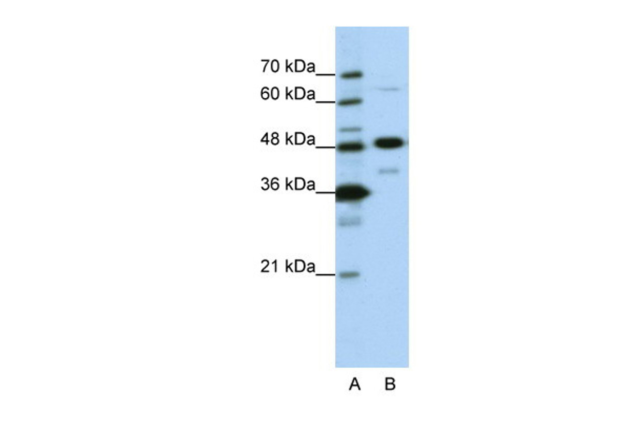 Antibody used in WB on Human HepG2 at 0.2-1 ug/ml.