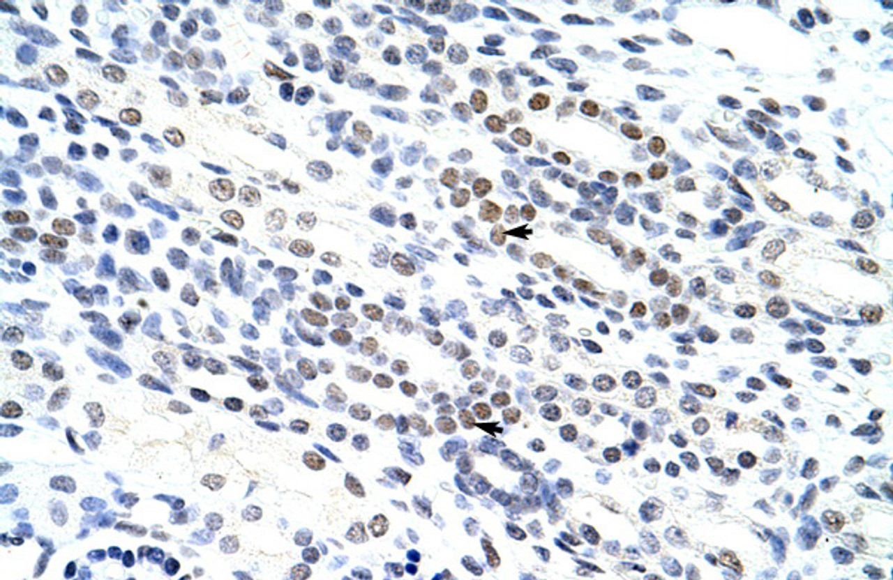 Antibody used in IHC on Human Kidney at 4.0-8.0 ug/ml.