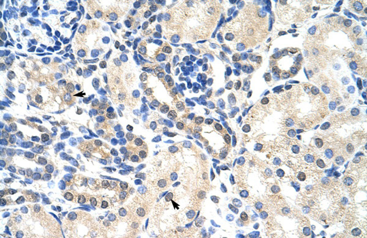 Antibody used in IHC on Human Kidney at 4.0-8.0 ug/ml.