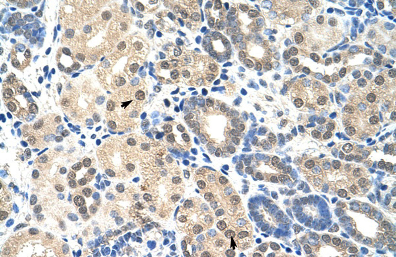 Antibody used in IHC on human Kidney at 4.0-8.0 ug/ml.