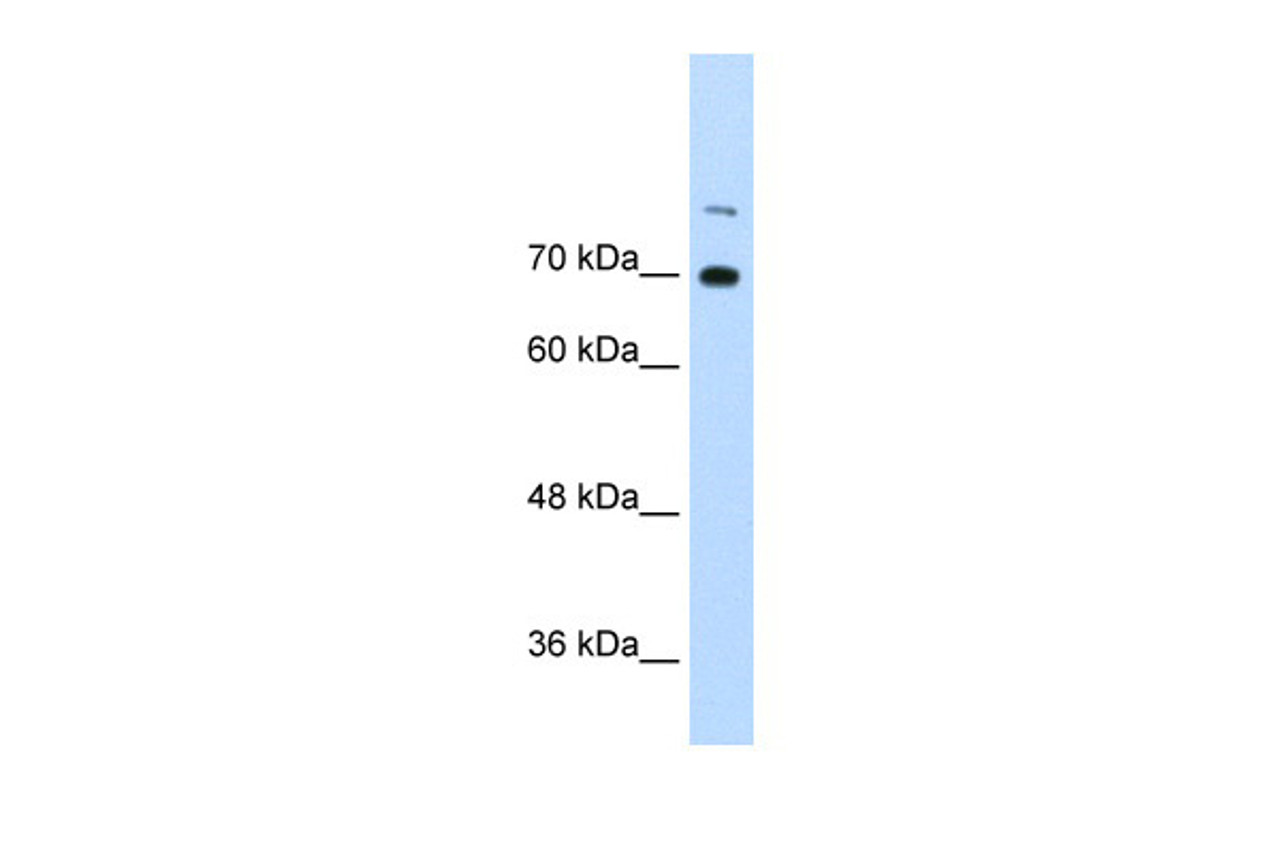 Antibody used in WB on Human Raji at 0.0625 ug/ml.