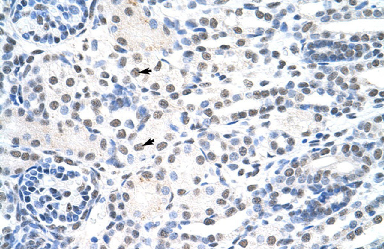 Antibody used in IHC on Human Kidney at 4.0-8.0 ug/ml.