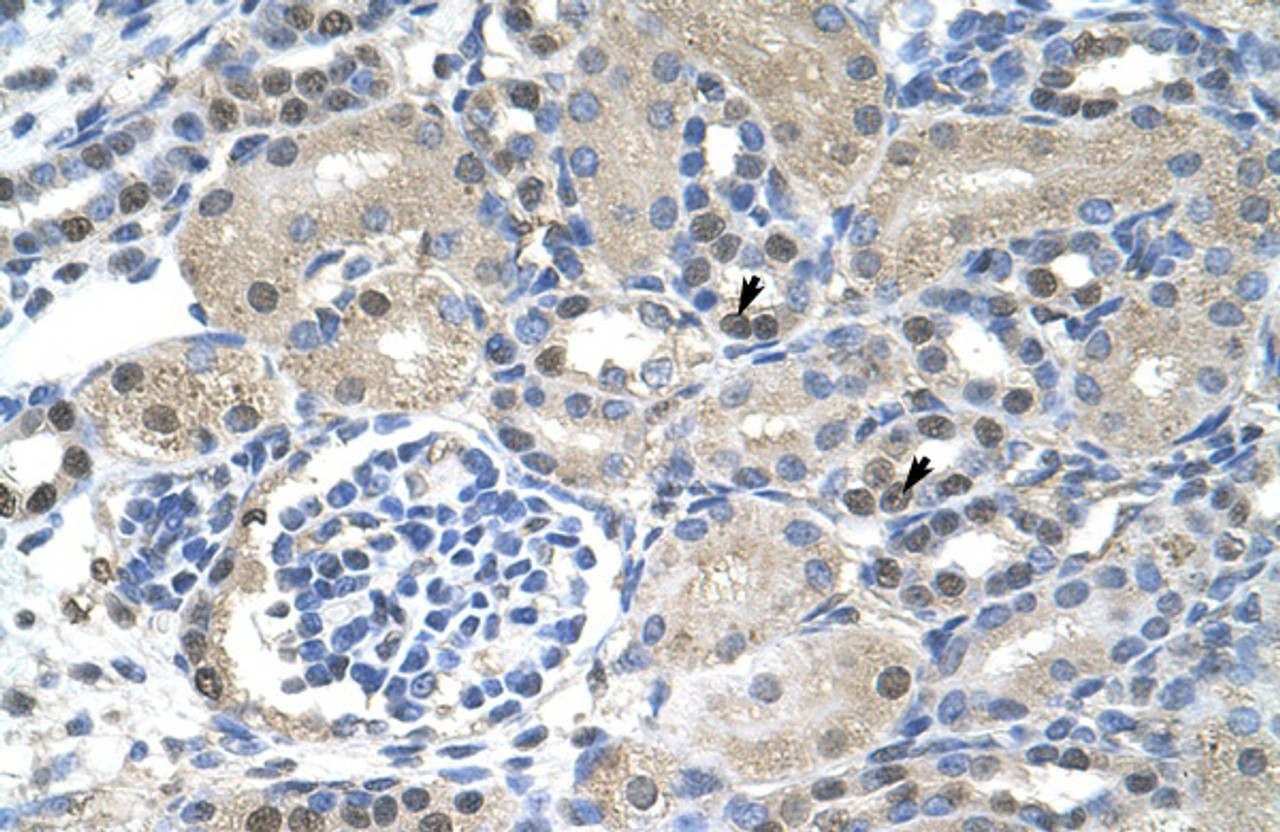 Antibody used in IHC on Human kidney at 4.0-8.0 ug/ml.