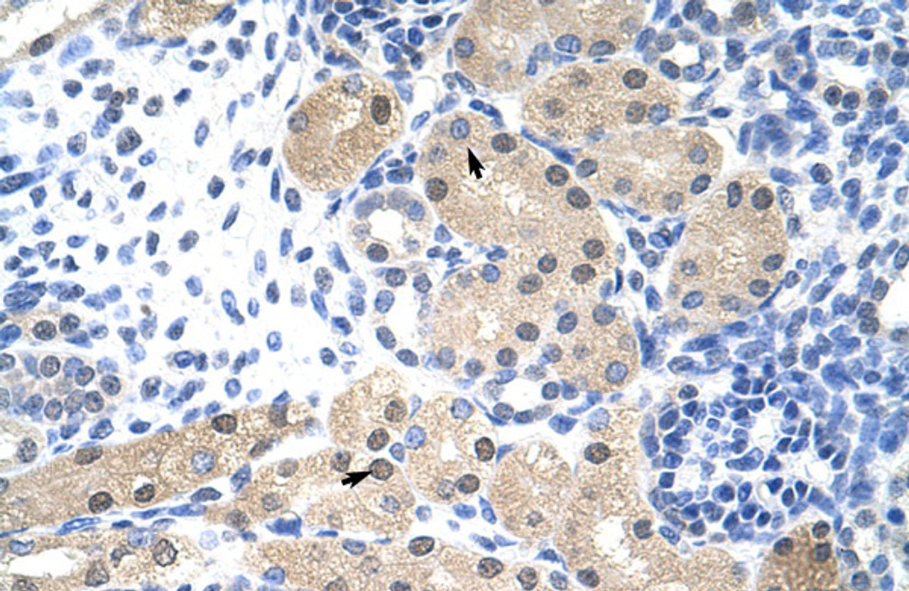 Antibody used in IHC on Human Kidney at 4.0-8.0 ug/ml.