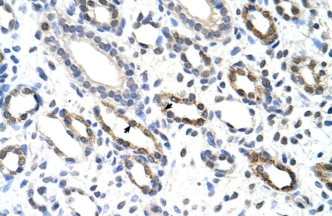 Antibody used in IHC on Human Kidney at 4.0-8.0 ug/ml.