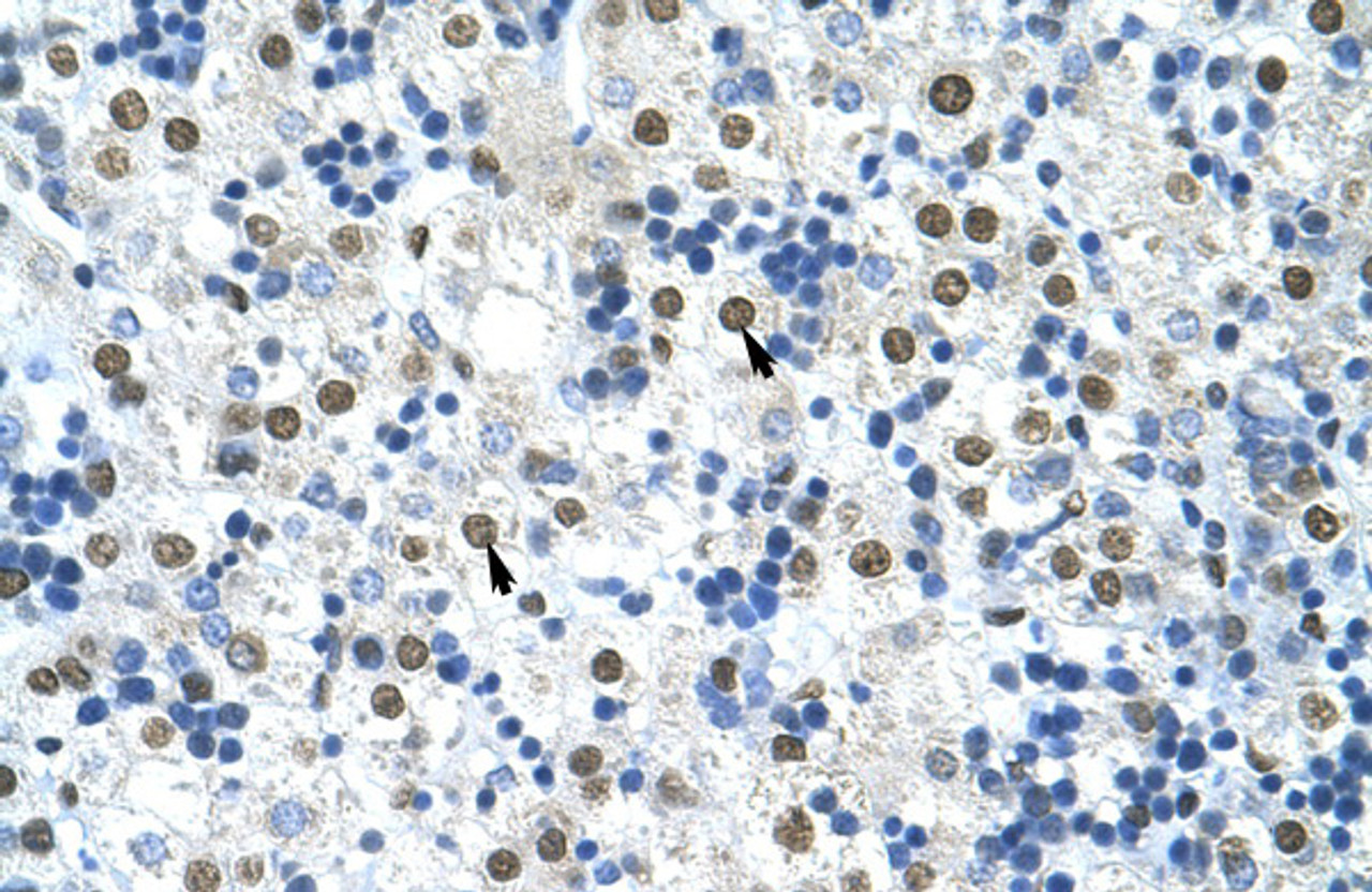 Antibody used in IHC on Human Liver at 4.0-8.0 ug/ml.