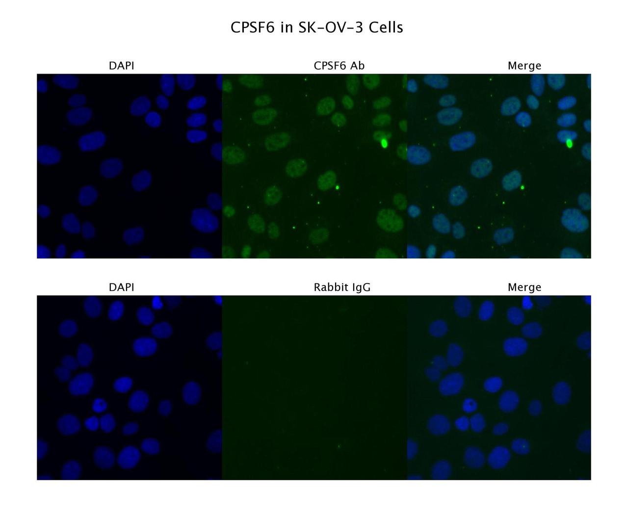 Antibody used in IF on SKOV3 at 4 ug/ml.