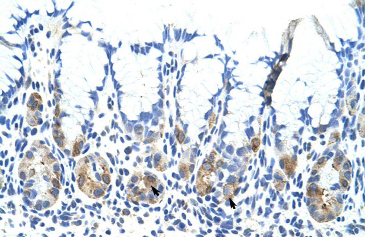 Antibody used in IHC on Human Stomach at 4.0-8.0 ug/ml.