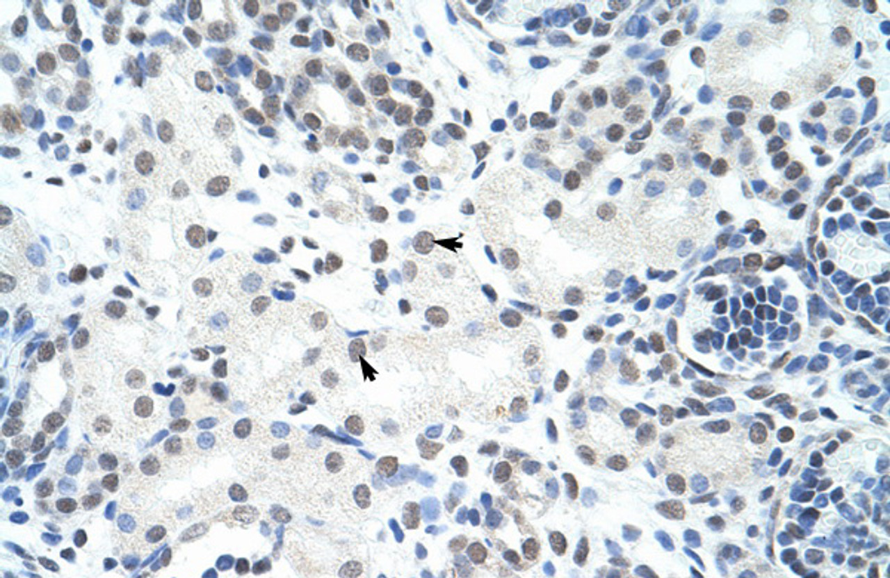 Antibody used in IHC on Human Kidney at 4.0-8.0 ug/ml.