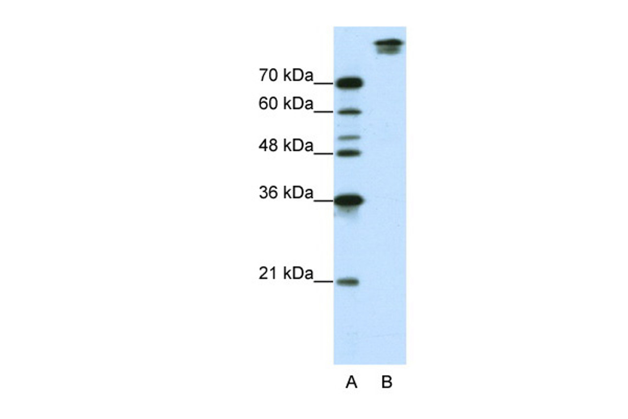 Antibody used in WB on Human Jurkat cells at 0.3125 ug/ml.