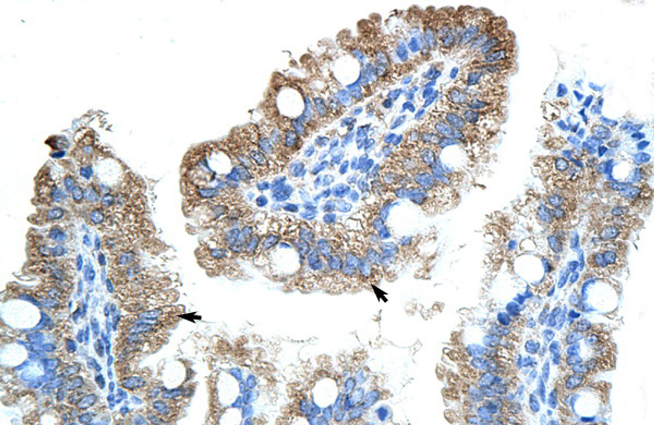 Antibody used in IHC on Human Intestine at 4.0-8.0 ug/ml.