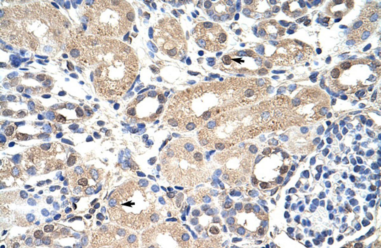 Antibody used in IHC on Human Kidney at 4.0-8.0 ug/ml.