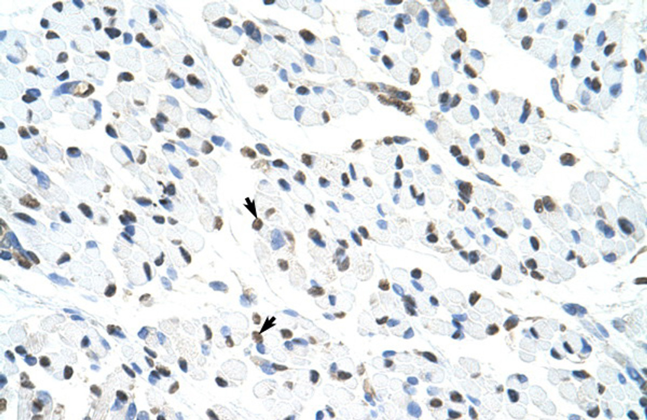 Antibody used in IHC on Human Muscle at 4.0-8.0 ug/ml.