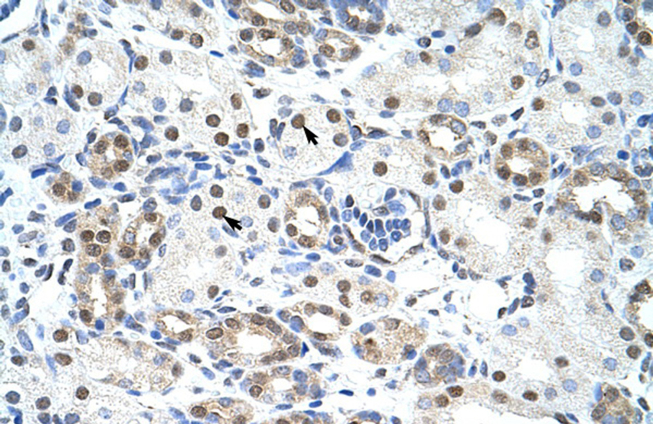 Antibody used in IHC on Human Kidney at 4.0-8.0 ug/ml.