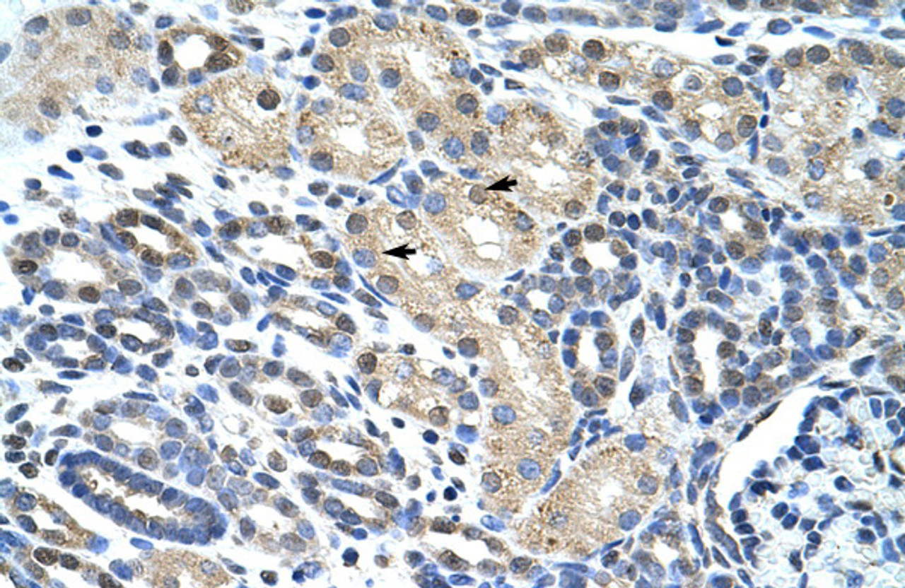 Antibody used in IHC on Human Kidney at 4.0-8.0 ug/ml.