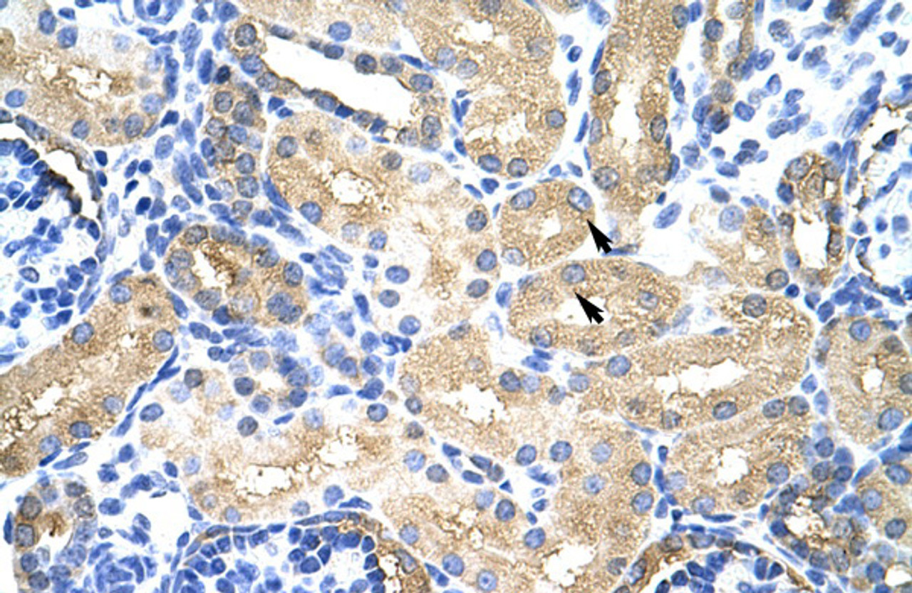 Antibody used in IHC on Human Kidney at 4.0-8.0 ug/ml.