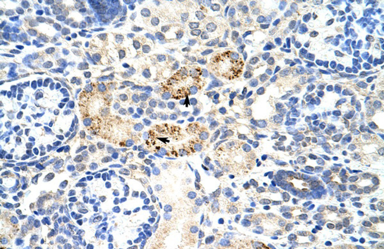 Antibody used in IHC on Human Kidney at 4.0-8.0 ug/ml.