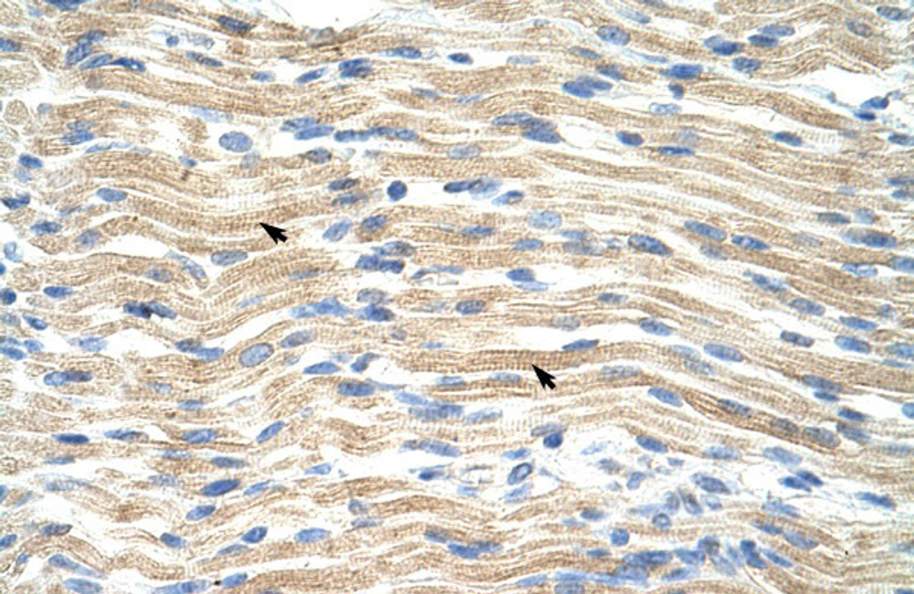 Antibody used in IHC on Human Muscle at 4.0-8.0 ug/ml.