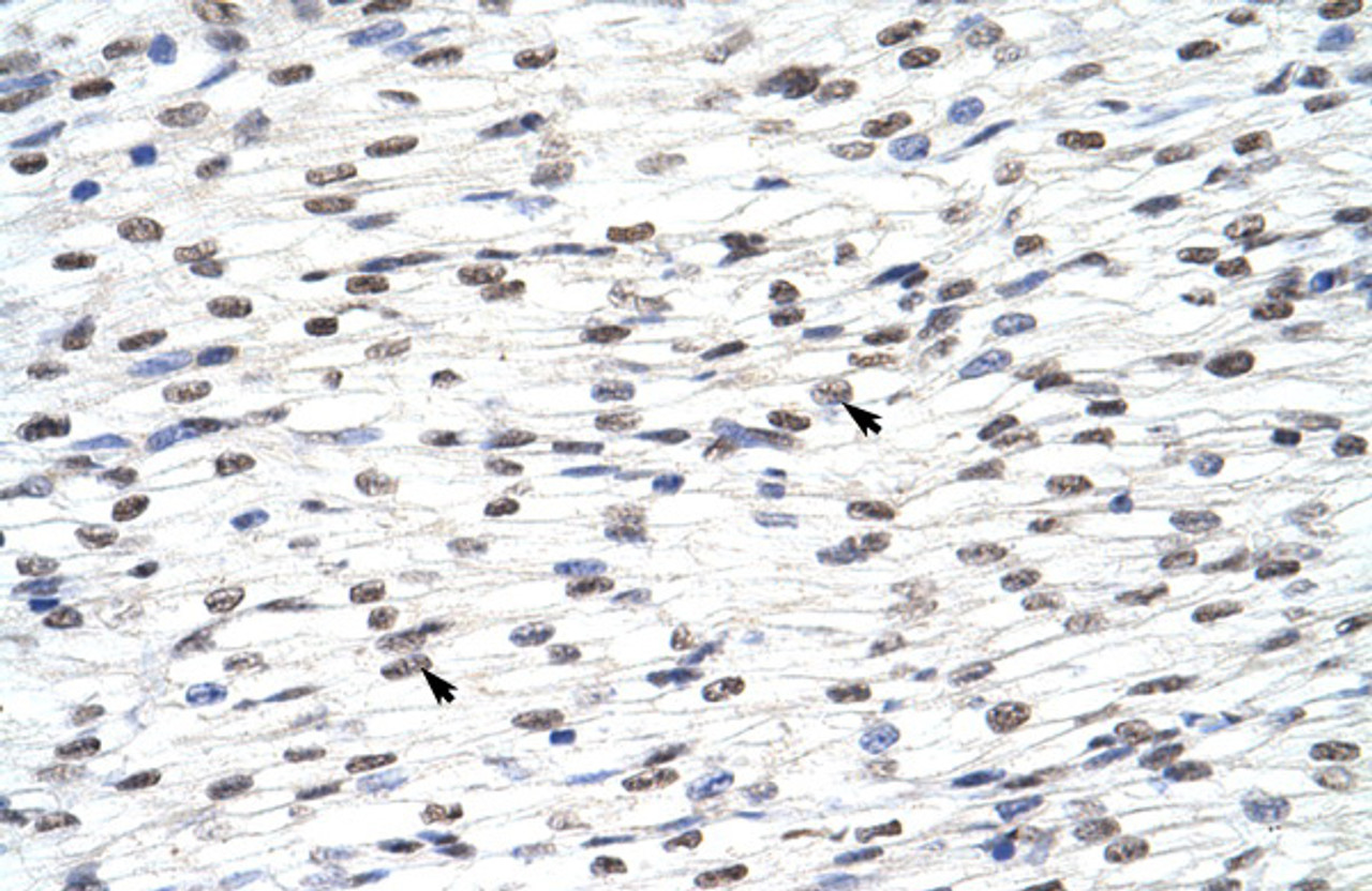 Antibody used in IHC on Human Heart at 4.0-8.0 ug/ml.