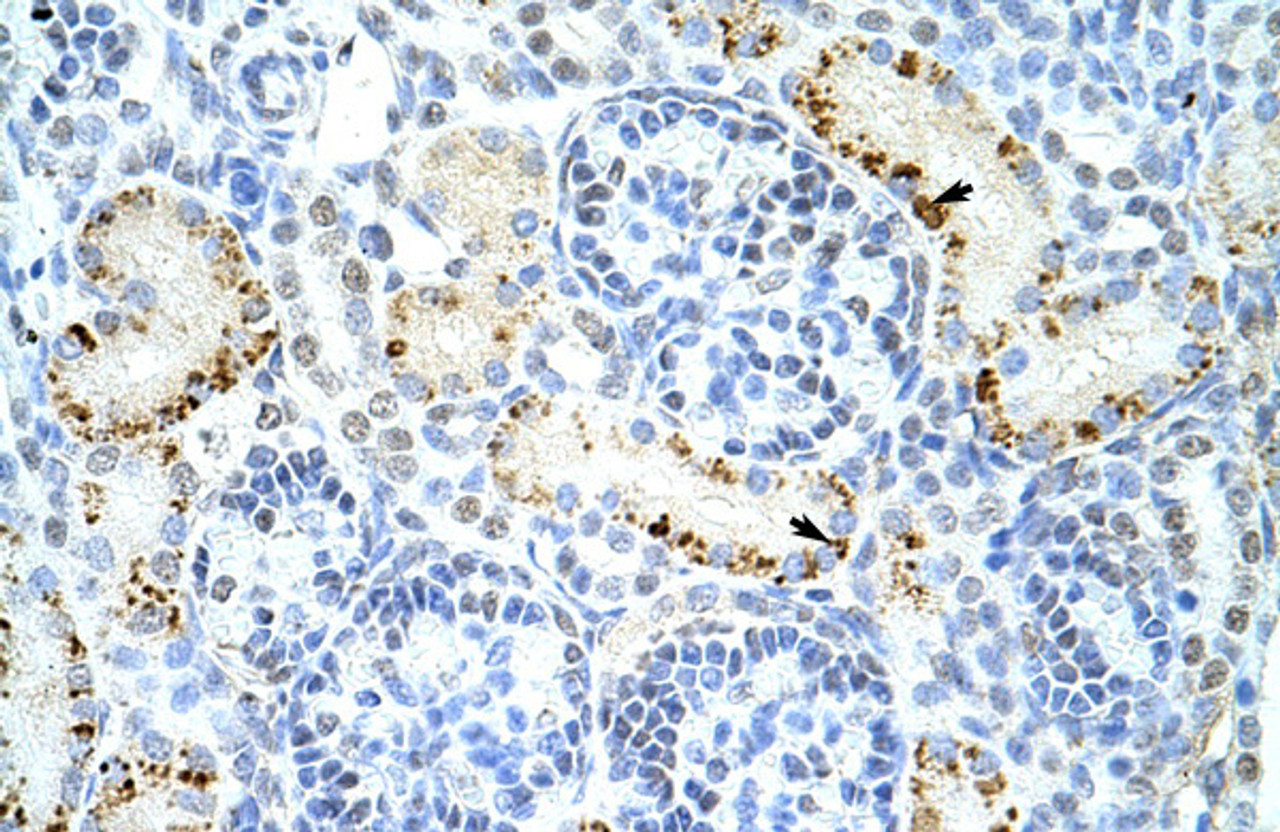 Antibody used in IHC on Human Kidney at 4.0-8.0 ug/ml.