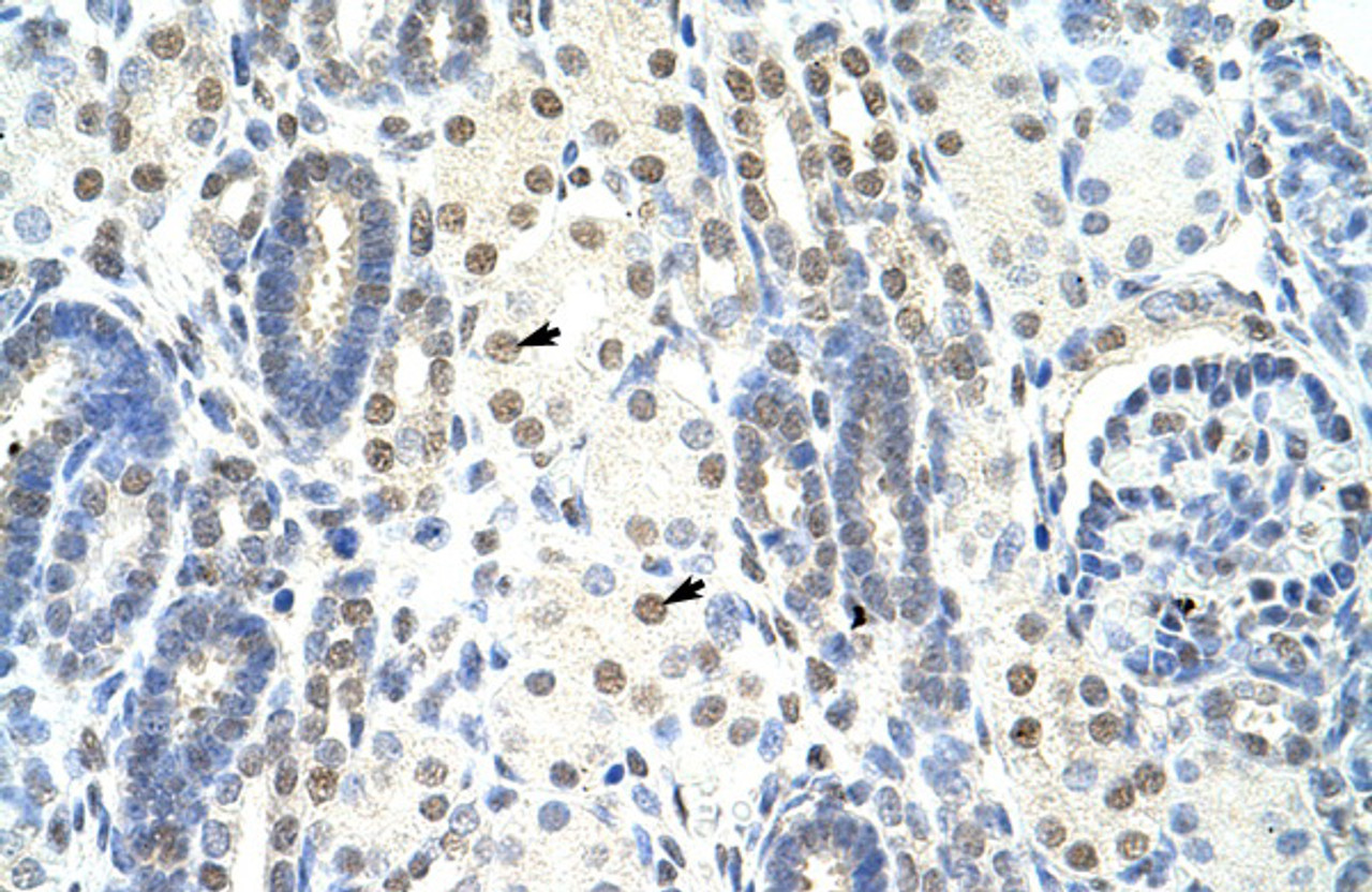 Antibody used in IHC on Human Kidney at 4.0-8.0 ug/ml.