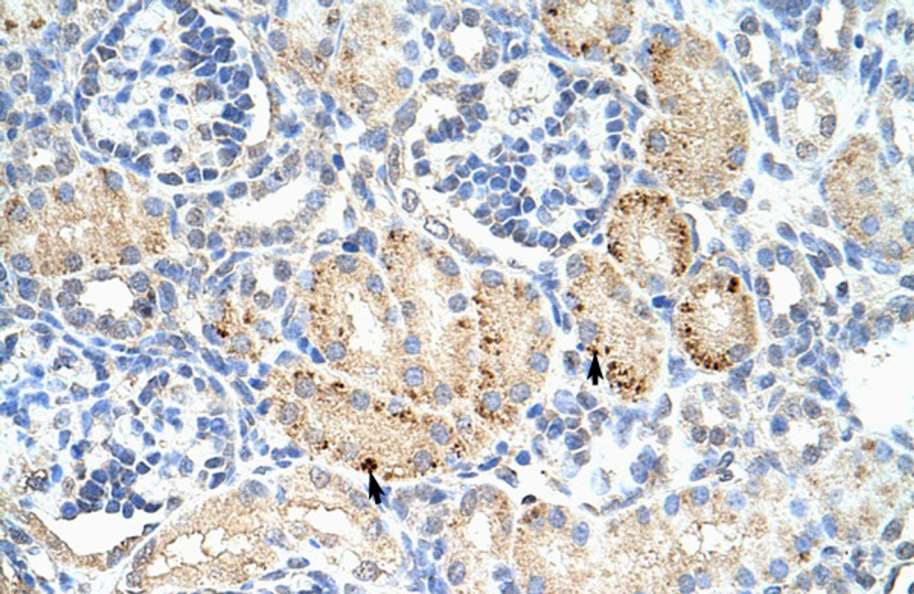 Antibody used in IHC on human kidney at 4.0-8.0 ug/ml.