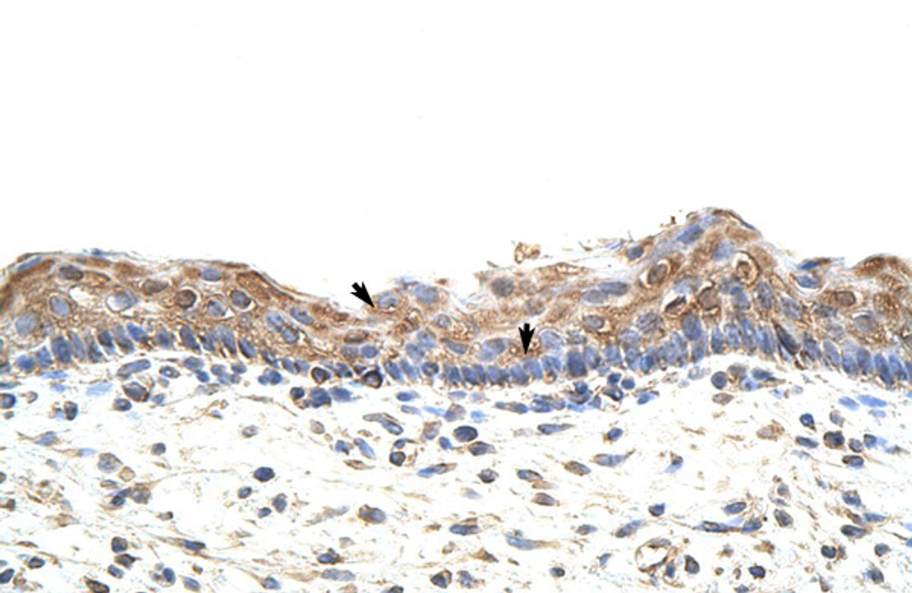 Antibody used in IHC on Human Skin at 4.0-8.0 ug/ml.