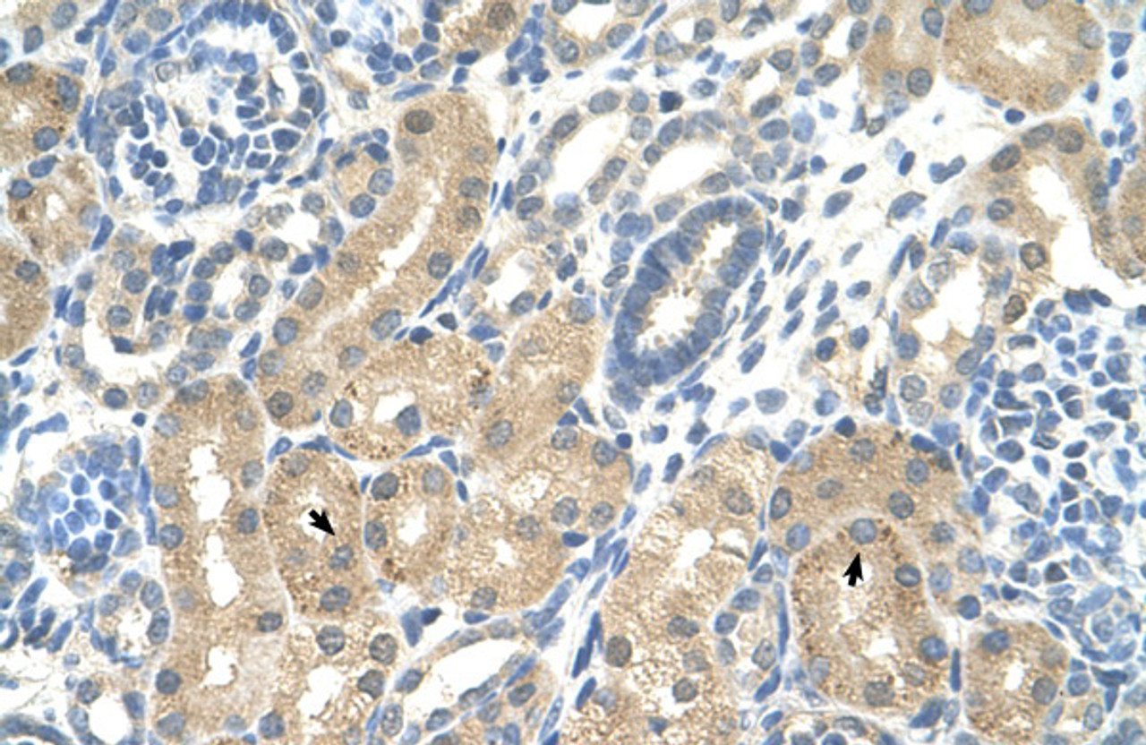 Antibody used in IHC on Human Kidney at 4.0-8.0 ug/ml.