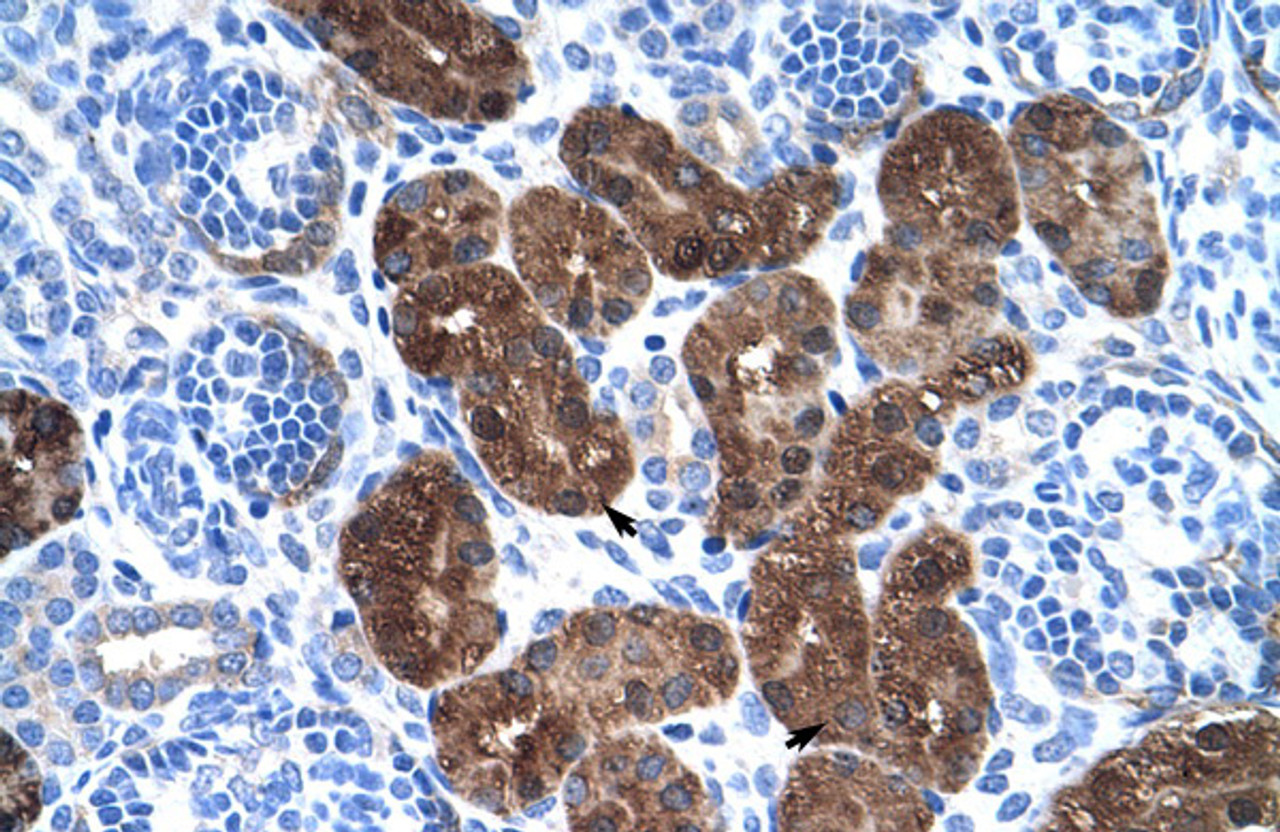 Antibody used in IHC on Human Kidney at 4.0-8.0 ug/ml.