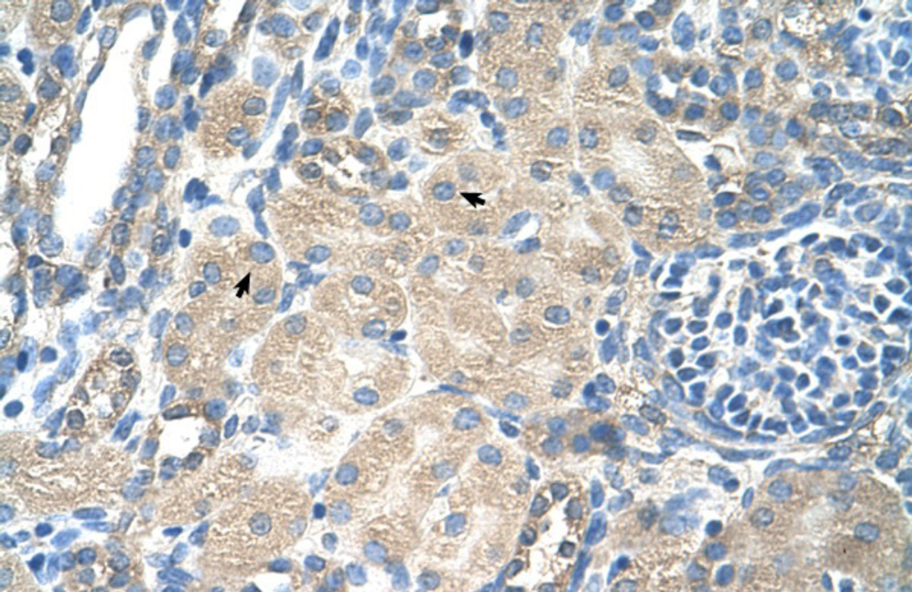 Antibody used in IHC on Human Kidney at 4.0-8.0 ug/ml.