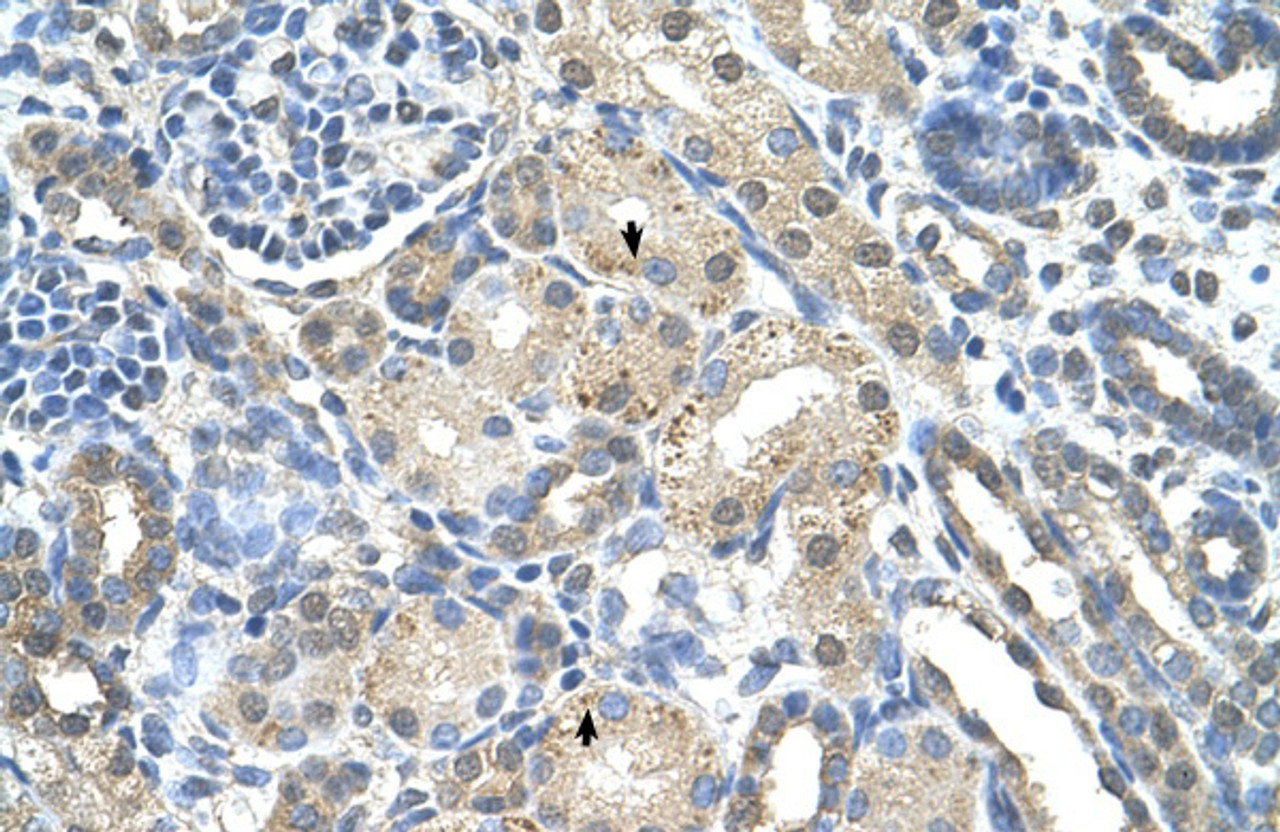 Antibody used in IHC on Human Kidney at 4.0-8.0 ug/ml.