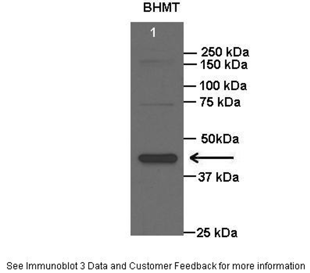 Antibody used in WB on Rat liver at: 1:2000.