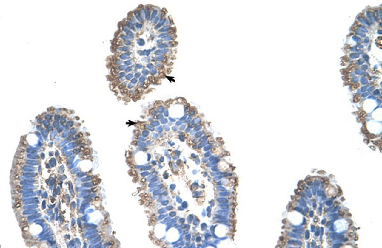 Antibody used in IHC on Human Intestine at 4.0-8.0 ug/ml.