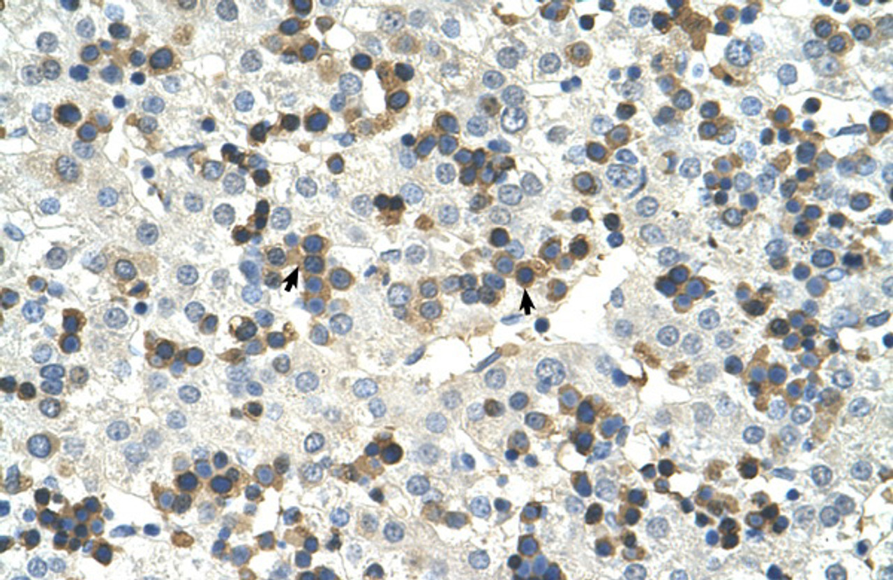 Antibody used in IHC on Human Liver at 4.0-8.0 ug/ml.