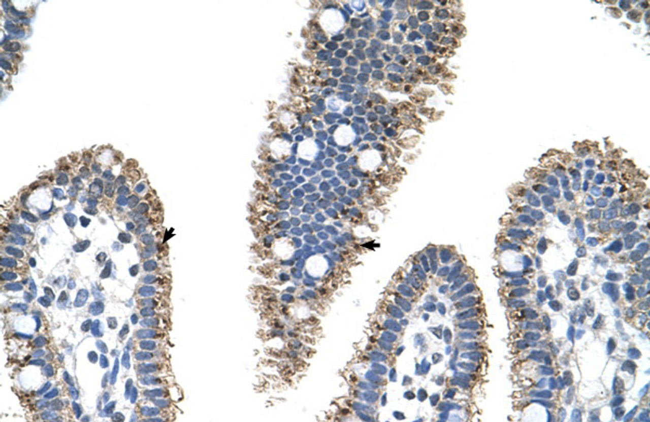 Antibody used in IHC on Human Intestine at 4.0-8.0 ug/ml.