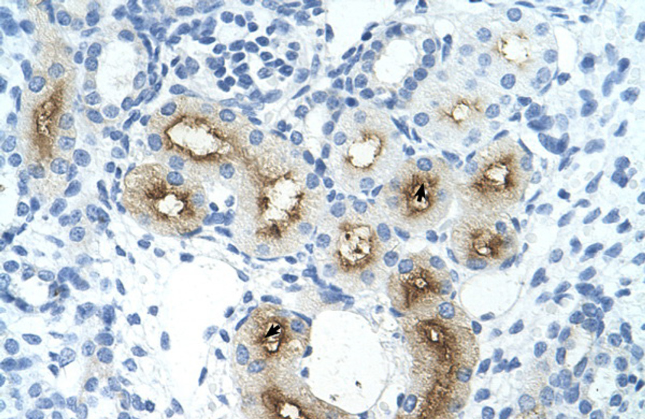 Antibody used in IHC on Human Kidney at 4.0-8.0 ug/ml.