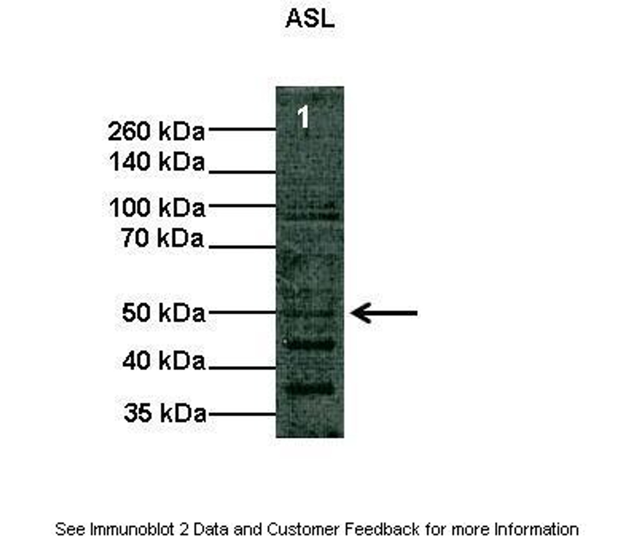Antibody used in WB on Human at: 1:1000 (Lane1: 10 ug COS-7 cell lysate) .