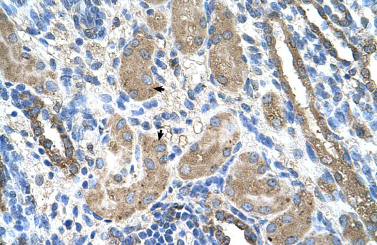 Antibody used in IHC on Human Kidney at 4.0-8.0 ug/ml.