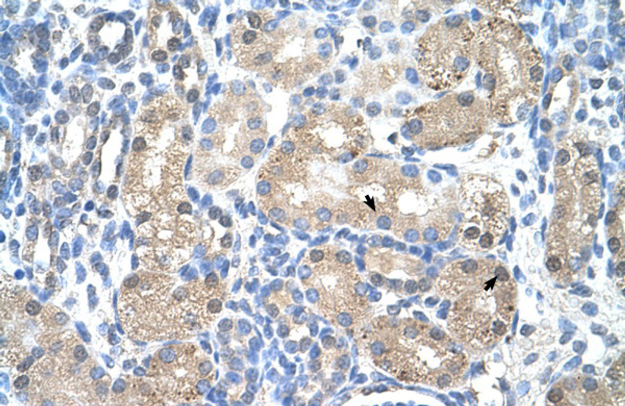 Antibody used in IHC on Human Kidney at 4.0-8.0 ug/ml.