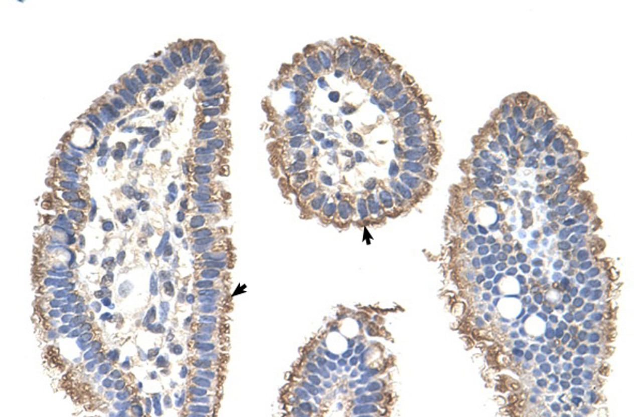 Antibody used in IHC on Human Intestine at 4.0-8.0 ug/ml.