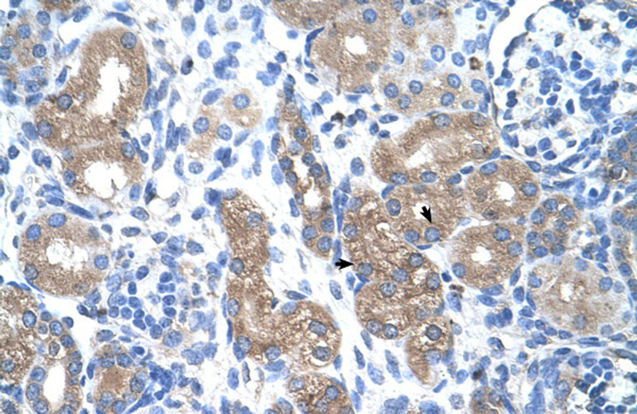 Antibody used in IHC on Human kidney at 4.0-8.0 ug/ml.