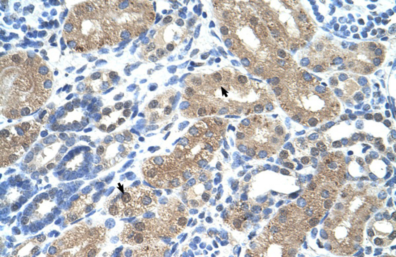 Antibody used in IHC on Human Kidney at 4.0-8.0 ug/ml.