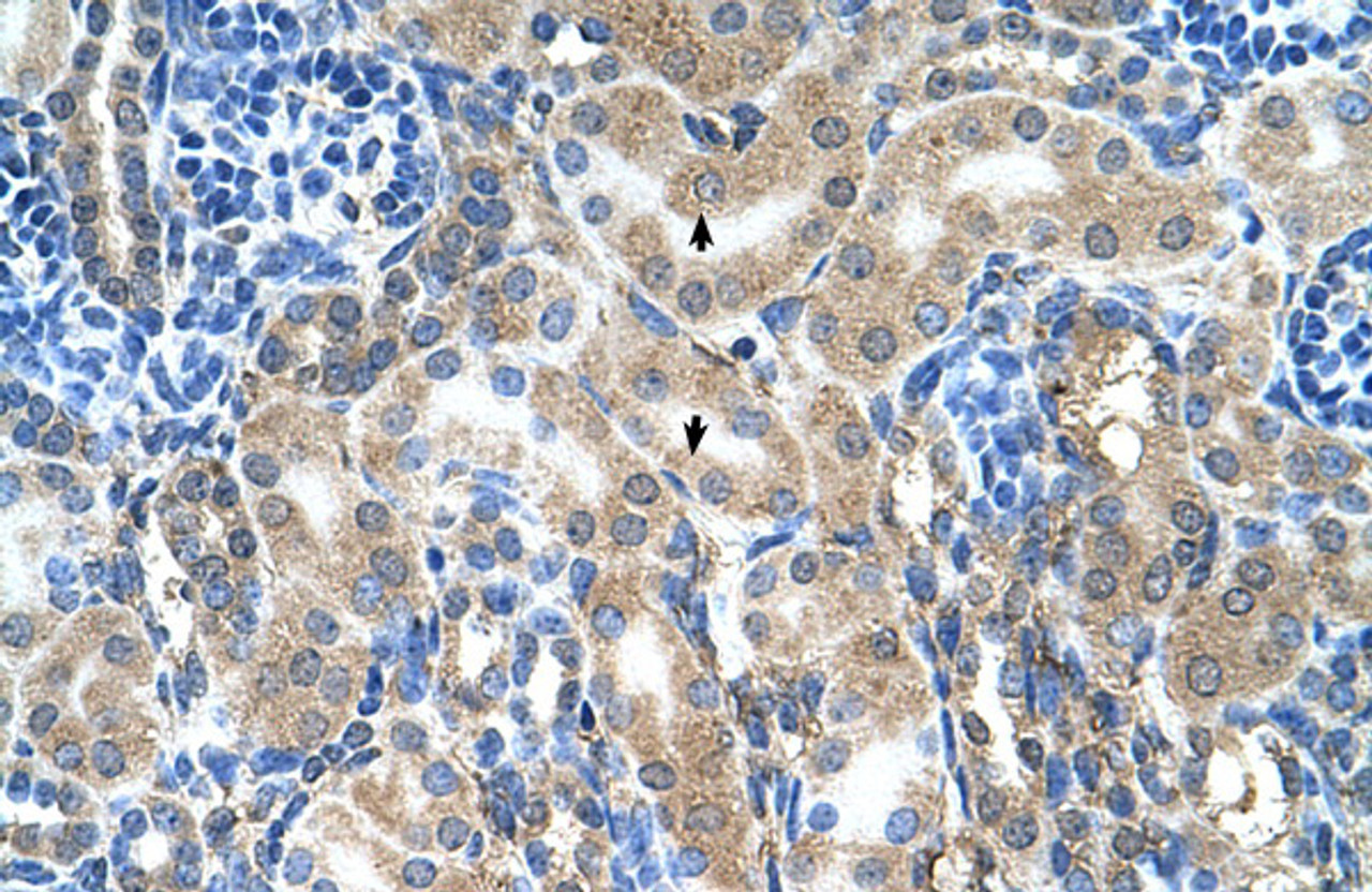 Antibody used in IHC on Human kidney at 4.0-8.0 ug/ml.