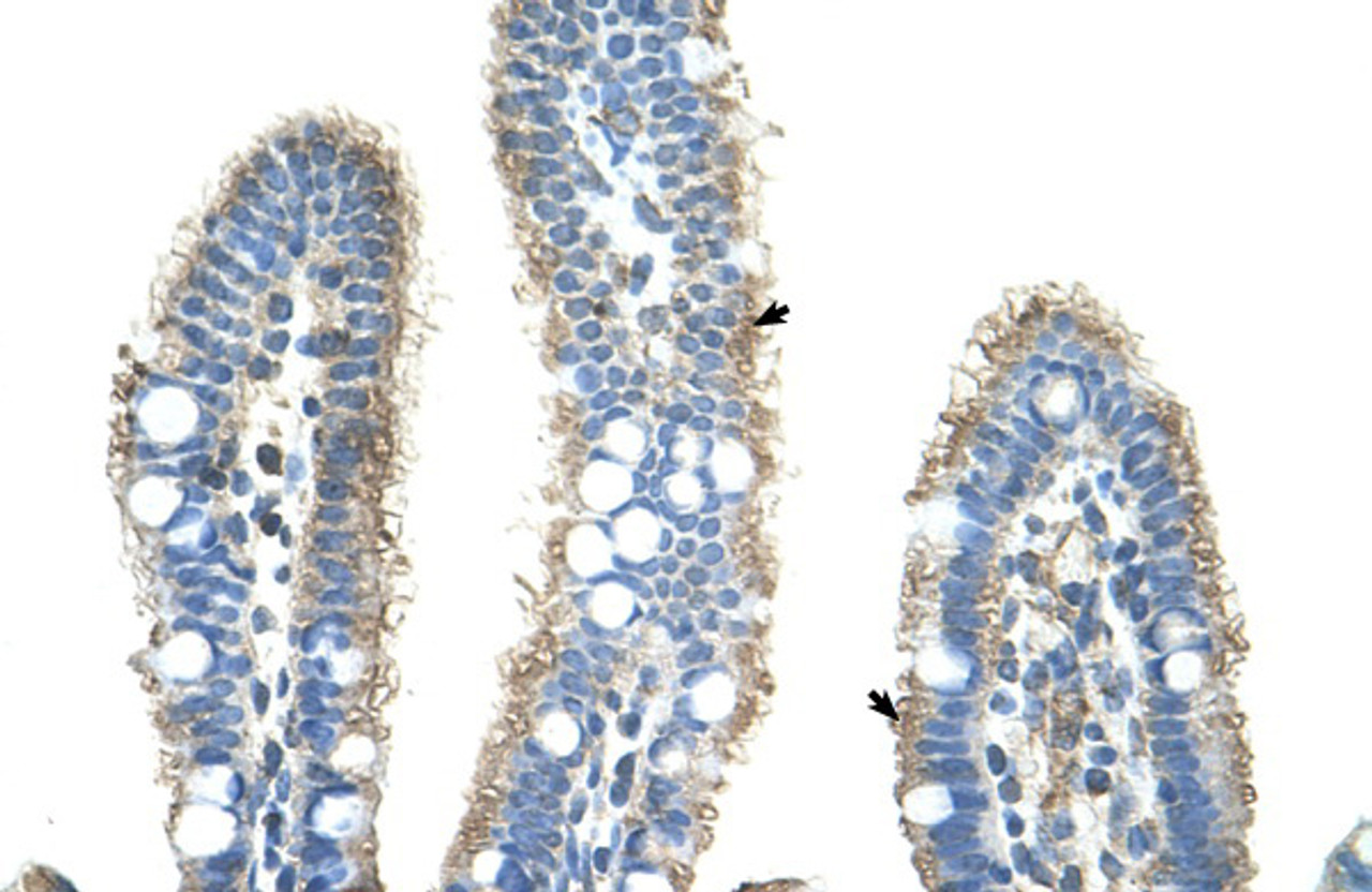 Antibody used in IHC on Human Intestine at 4.0-8.0 ug/ml.