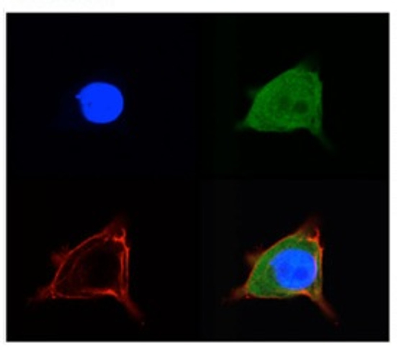 Antibody used in IF on Mouse HEI-OCI.