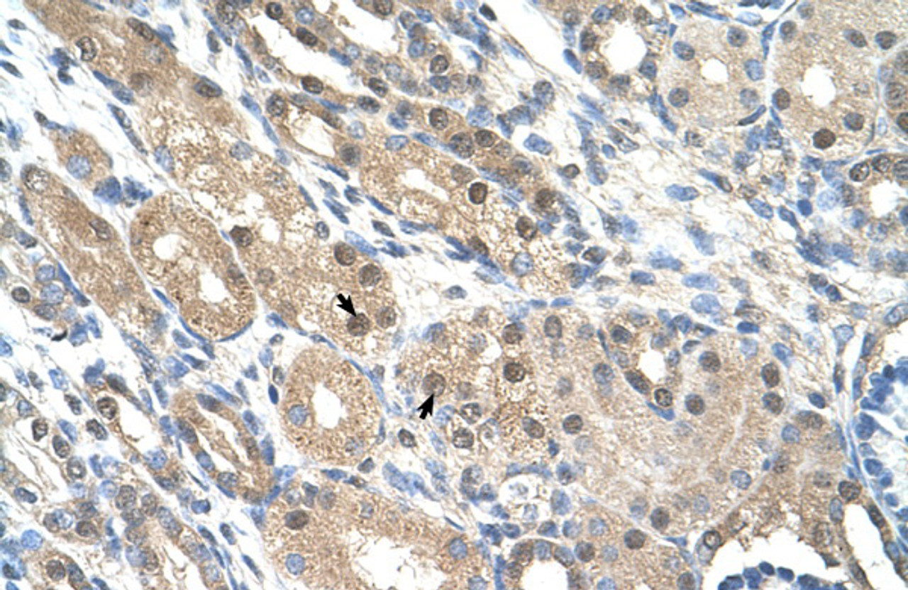 Antibody used in IHC on Human Kidney at 4.0-8.0 ug/ml.