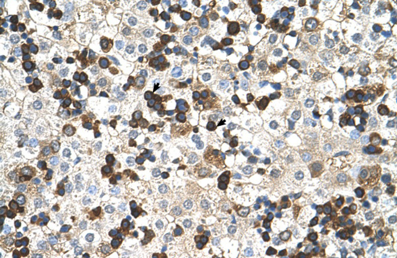 Antibody used in IHC on Human Liver at 4.0-8.0 ug/ml.