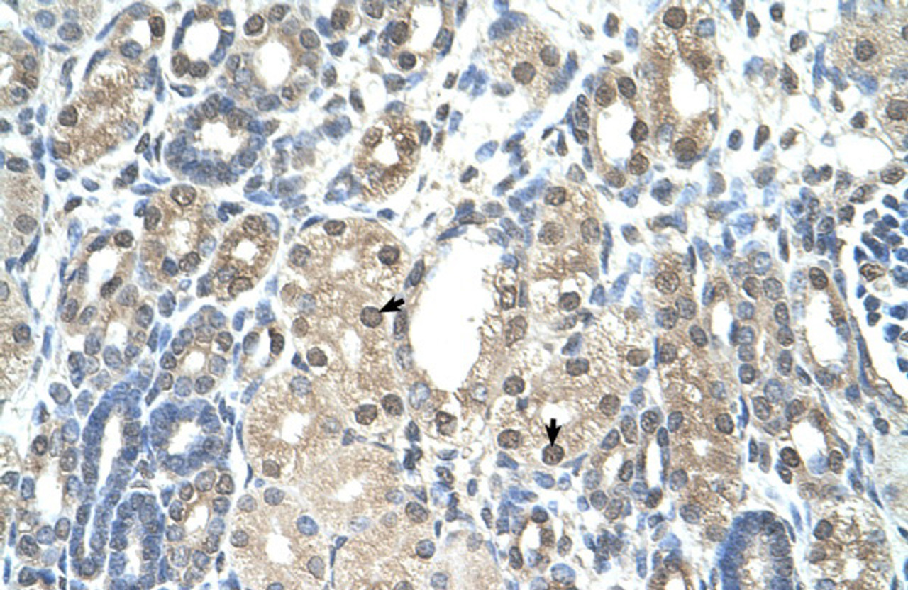 Antibody used in IHC on Human Kidney at 4.0-8.0 ug/ml.